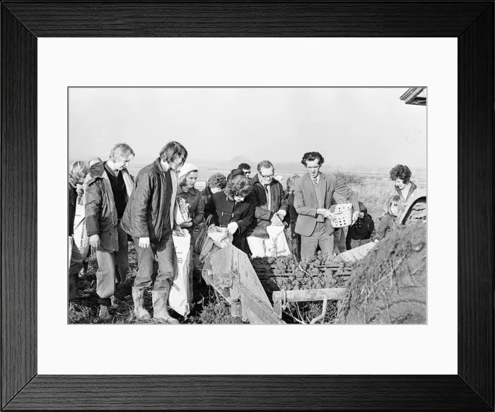 Framed Print : Members of the public help to harvest a late season crow of potatoes, Teesside