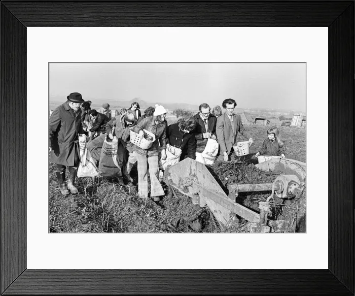 Framed Print : Members of the public help to harvest a late season crow of potatoes, Teesside Framed Print : Members of the public help to harvest a late season crow of potatoes, Teesside