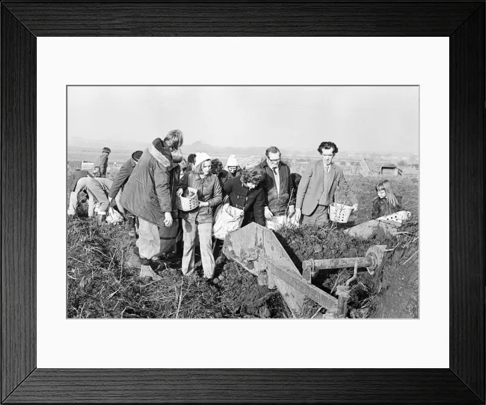 Framed Print : Members of the public help to harvest a late season crow of potatoes, Teesside Framed Print : Members of the public help to harvest a late season crow of potatoes, Teesside