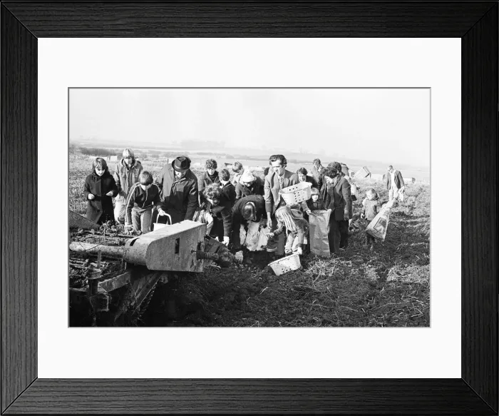 Framed Print : Members of the public help to harvest a late season crow of potatoes, Teesside Framed Print : Members of the public help to harvest a late season crow of potatoes, Teesside