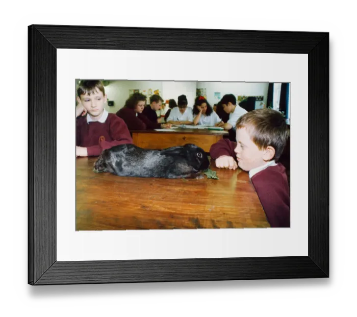Framed Print : This rabbit was found hopping around the caretakers garden at Eston Park School Framed Print : This rabbit was found hopping around the caretakers garden at Eston Park School