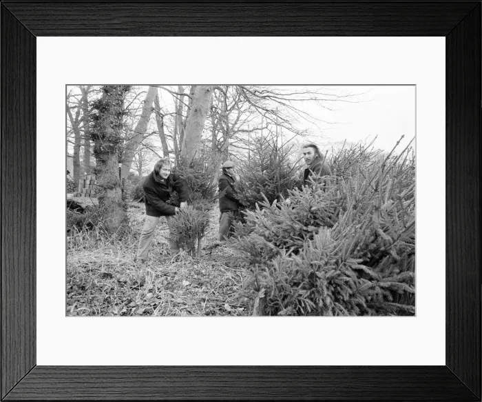 Framed Print : Christmas Trees being harvested, Teesside, December 1972