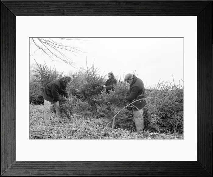 Framed Print : Christmas Trees being harvested, Teesside, December 1972 Framed Print : Christmas Trees being harvested, Teesside, December 1972