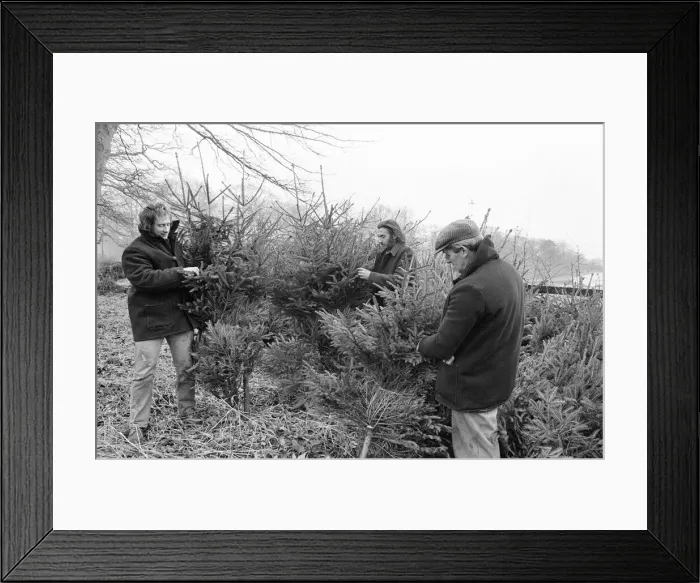 Framed Print : Christmas Trees being harvested, Teesside, December 1972 Framed Print : Christmas Trees being harvested, Teesside, December 1972
