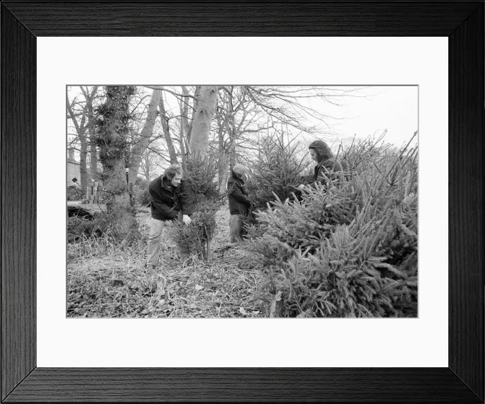Framed Print : Christmas Trees being harvested, Teesside, December 1972 Framed Print : Christmas Trees being harvested, Teesside, December 1972