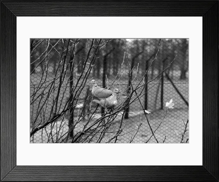 Framed Print : Photographs to illustrate the Christmas carol The Twelve Days of Christmas Framed Print : Photographs to illustrate the Christmas carol The Twelve Days of Christmas