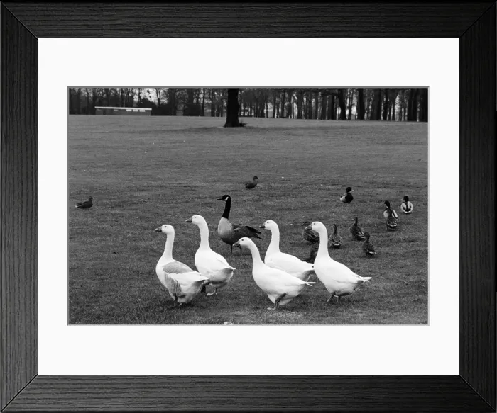 Framed Print : Photographs to illustrate the Christmas carol The Twelve Days of Christmas Framed Print : Photographs to illustrate the Christmas carol The Twelve Days of Christmas