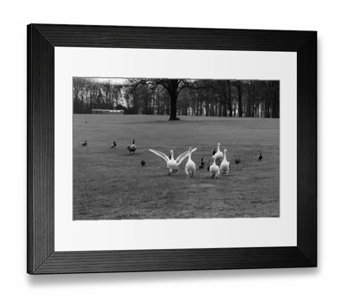 Framed Print : Photographs to illustrate the Christmas carol The Twelve Days of Christmas