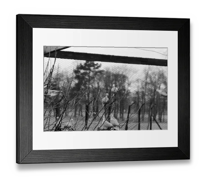 Framed Print : Photographs to illustrate the Christmas carol The Twelve Days of Christmas Framed Print : Photographs to illustrate the Christmas carol The Twelve Days of Christmas