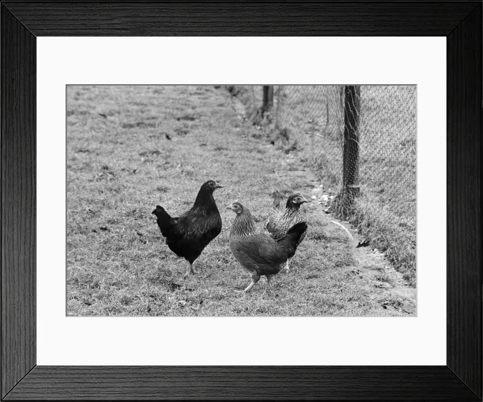 Framed Print : Photographs to illustrate the Christmas carol The Twelve Days of Christmas Framed Print : Photographs to illustrate the Christmas carol The Twelve Days of Christmas