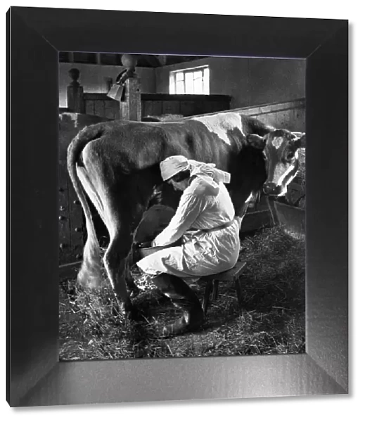Woman milking cow, Maresfield, Sussex 24  /  05  /  1935