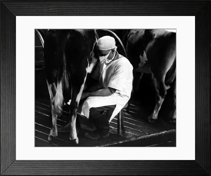 Framed Print : Sussex Cowman at work 24 / 02 / 1937 Framed Print : Sussex Cowman at work 24 / 02 / 1937