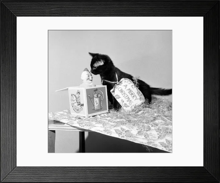 Framed Print : Animals - Cats Cat Kitten Festive Season - Christmas Decorations