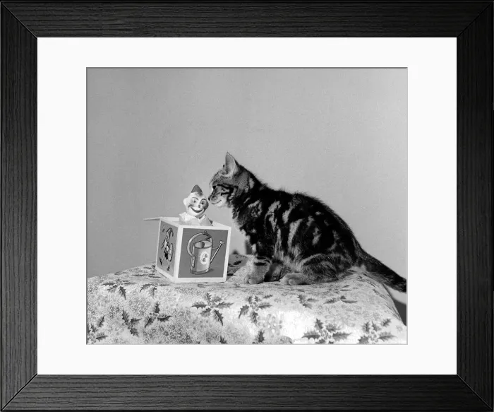 Framed Print : Animals - Cats Cat Kitten Festive Season - Christmas Decorations Framed Print : Animals - Cats Cat Kitten Festive Season - Christmas Decorations