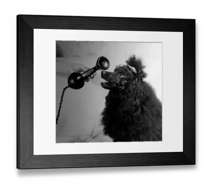 Framed Print : nimals - Dogs - Poodle Trudi the talking poodle