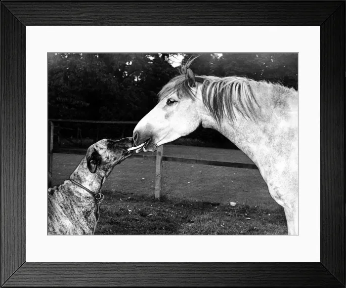Framed Print : Animal Friends - Dog and Horse 1956 circa