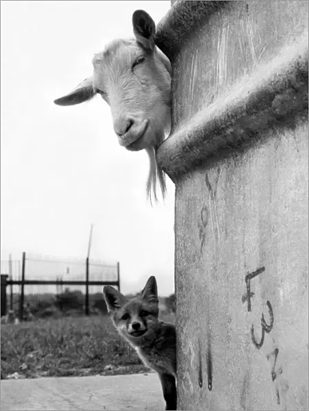 Animal Friends - Goat and Fox Animals 1959 circa Daily Mirror