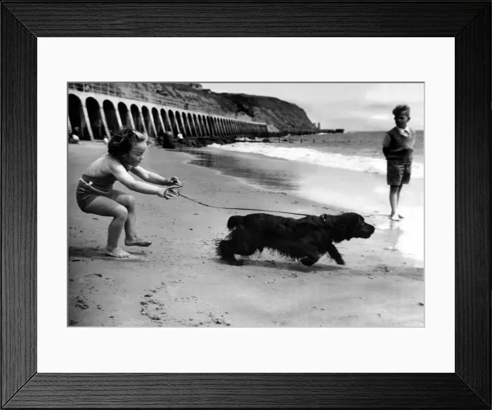 Framed Print : Seaside Holidays / Children with Animals Dog young Judy Early tries to control her Framed Print : Seaside Holidays / Children with Animals Dog young Judy Early tries to control her