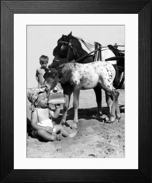 Framed Print : Children with Animals Baby sitting on the beach drinking milk - Foal takes a fancy Framed Print : Children with Animals Baby sitting on the beach drinking milk - Foal takes a fancy