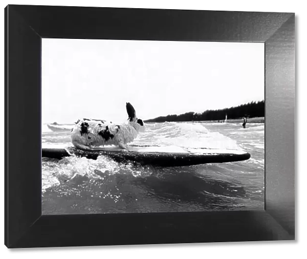 Animals - Rabbit Rabbit surfing in the sea 22  /  06  /  1981