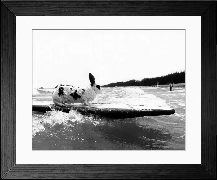 Framed Print : Animals - Rabbit Rabbit surfing in the sea 22 / 06 / 1981 Framed Print : Animals - Rabbit Rabbit surfing in the sea 22 / 06 / 1981