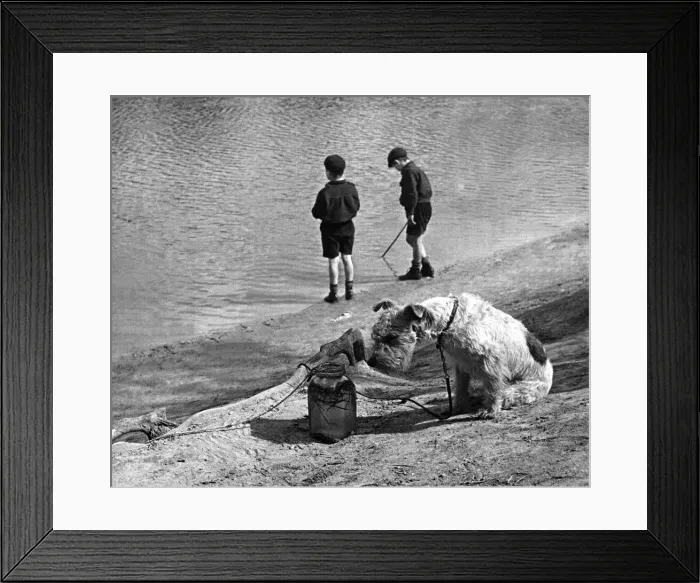 Framed Print : Children with Animals - Dog Peg the Dog keeps an eye on the fish in the jar as Framed Print : Children with Animals - Dog Peg the Dog keeps an eye on the fish in the jar as