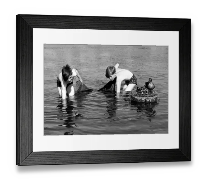 Framed Print : Children with Ducks Two boys fishing with a towel as a net - encounter a family of