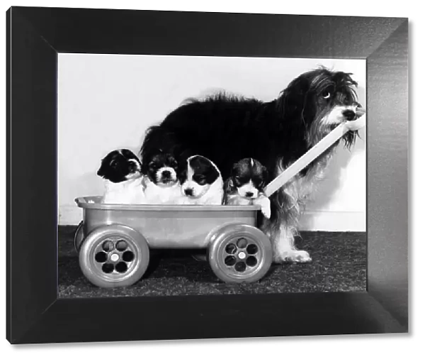 Animals - Dogs Pippin Pippin the English Sheepdog with her pups in a cart