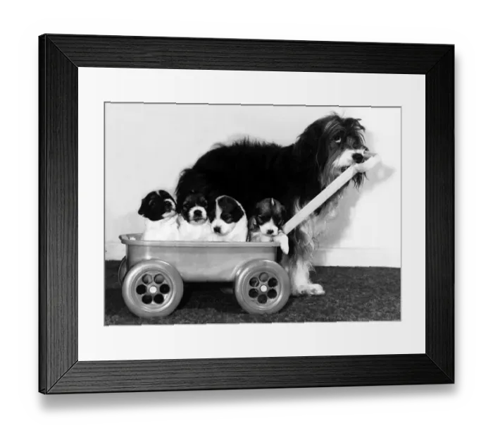 Framed Print : Animals - Dogs Pippin Pippin the English Sheepdog with her pups in a cart Framed Print : Animals - Dogs Pippin Pippin the English Sheepdog with her pups in a cart