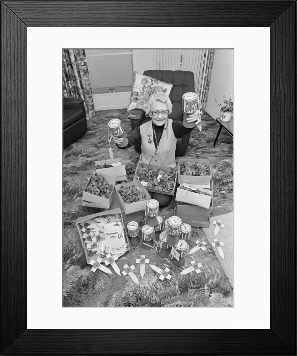 Framed Print : Volunteer Poppy Seller prepares for the Poppy Appeal, Middlesbrough, Teesside Framed Print : Volunteer Poppy Seller prepares for the Poppy Appeal, Middlesbrough, Teesside