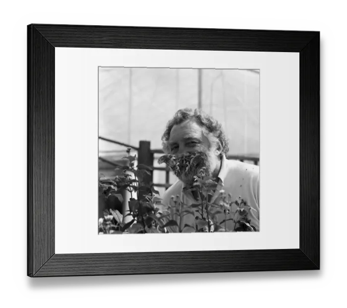 Framed Print : David Bellamy with an Atlas moth at Stratford-upon-Avon Butterfly house. 23rd July 1985