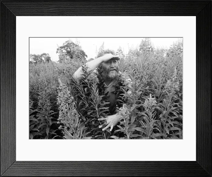 Framed Print : Herb food feature by broadcaster and environmentalist David Bellamy. 13th August 1980 Framed Print : Herb food feature by broadcaster and environmentalist David Bellamy. 13th August 1980