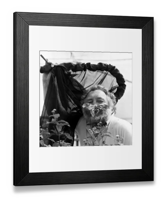 Framed Print : David Bellamy with an Atlas moth at Stratford-upon-Avon Butterfly house. 23rd July 1985 Framed Print : David Bellamy with an Atlas moth at Stratford-upon-Avon Butterfly house. 23rd July 1985