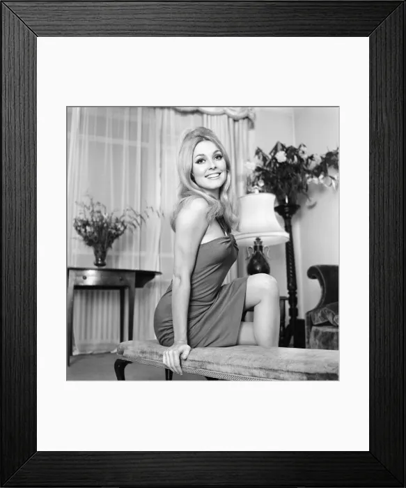 Framed Print : Sharon Tate, American actress, aged 22, has just been signed for a co-starring role in Framed Print : Sharon Tate, American actress, aged 22, has just been signed for a co-starring role in