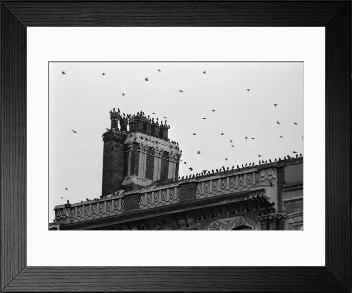Framed Print : Birds on a rooftop in, Victoria Square, Birmingham, West Midlands, 11th September 1973 Framed Print : Birds on a rooftop in, Victoria Square, Birmingham, West Midlands, 11th September 1973