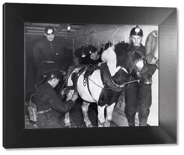Harnessing this pony at Ashington Colliery are some of the boys who are being trained