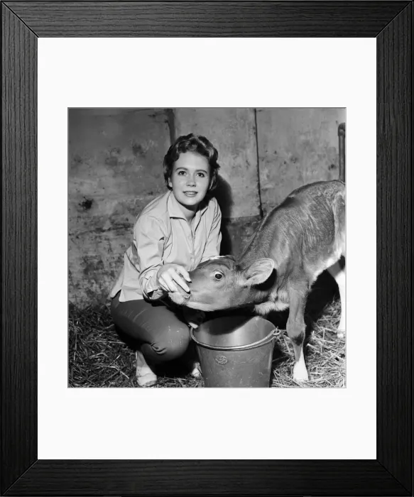 Framed Print : Actress Juliet Mills has been brought up on her fathers farm on the Kent / Sussex border Framed Print : Actress Juliet Mills has been brought up on her fathers farm on the Kent / Sussex border