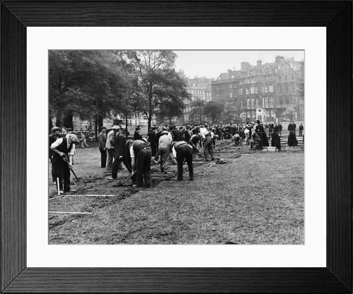Framed Print : Trench digging in the London parks. A. P.s the busy scene in Kingston gardens today Framed Print : Trench digging in the London parks. A. P.s the busy scene in Kingston gardens today