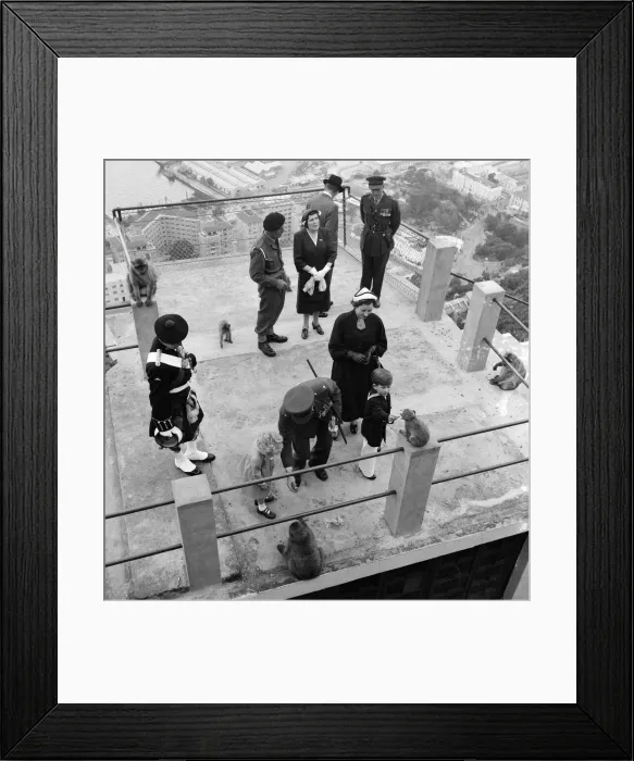 Framed Print : Prince Charles pictured in Gibraltar with the apes. 11th May 1954 Framed Print : Prince Charles pictured in Gibraltar with the apes. 11th May 1954