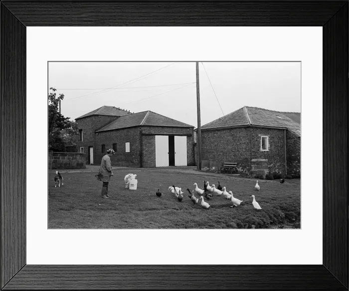 Framed Print : Newham Grange Leisure Farm, Coulby Newham, Middlesbrough, North Yorkshire. June 1980 Framed Print : Newham Grange Leisure Farm, Coulby Newham, Middlesbrough, North Yorkshire. June 1980
