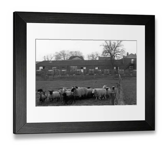 Framed Print : Coulby Newham Leisure Farm, Coulby Newham, Middlesbrough, North Yorkshire Framed Print : Coulby Newham Leisure Farm, Coulby Newham, Middlesbrough, North Yorkshire