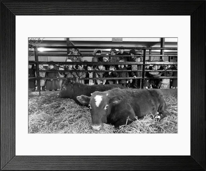 Framed Print : Newham Grange Leisure Farm, Coulby Newham, Middlesbrough, North Yorkshire. March 1982 Framed Print : Newham Grange Leisure Farm, Coulby Newham, Middlesbrough, North Yorkshire. March 1982