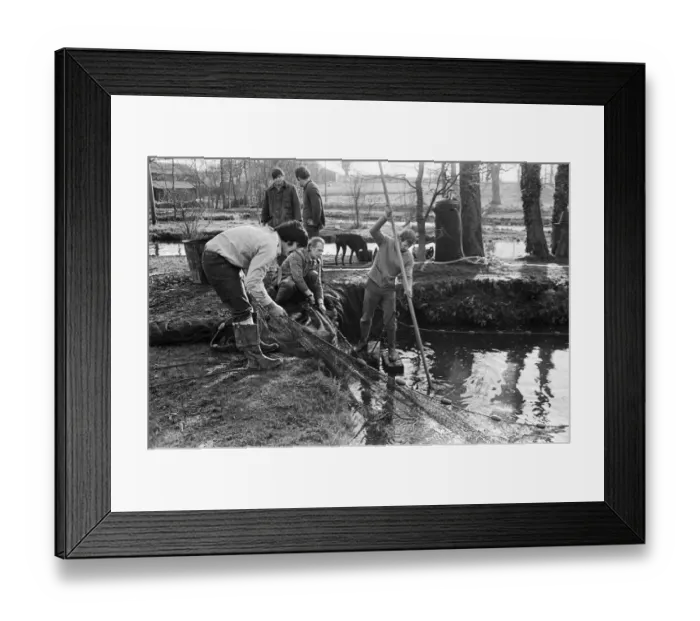 Framed Print : Sam Holland (centre) and trout famers breeding trout. 13th February 1976 Framed Print : Sam Holland (centre) and trout famers breeding trout. 13th February 1976