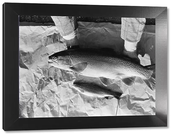 Sam Holland trout farming. 13th February 1976