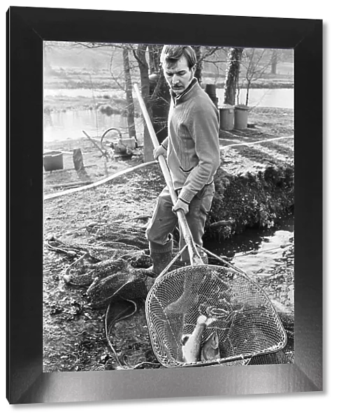 Trout farmer breeding trout. 13th February 1976