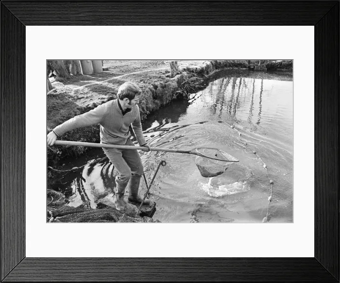 Framed Print : Trout farmer breeding trout. 13th February 1976