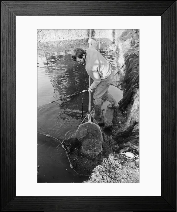 Framed Print : Trout farmer breeding trout. 13th February 1976 Framed Print : Trout farmer breeding trout. 13th February 1976