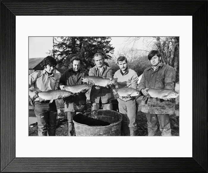 Framed Print : Sam Holland (centre) and trout famers holding trout. 13th February 1976