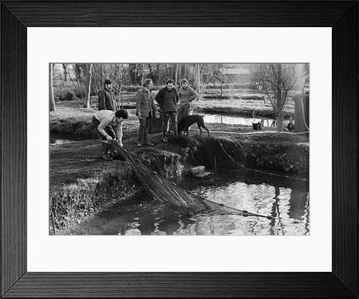 Framed Print : Sam Holland (centre) and trout famers breeding trout. 13th February 1976