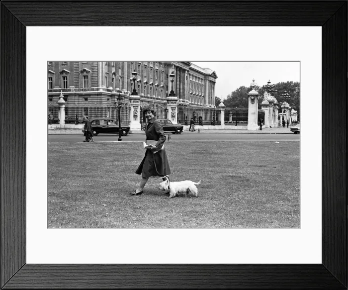 Framed Print : Labour MP Shirley Williams walking her dog. 7th June 1979 Framed Print : Labour MP Shirley Williams walking her dog. 7th June 1979